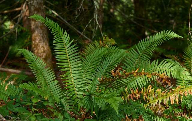 Image Name Why Take Care of Ferns