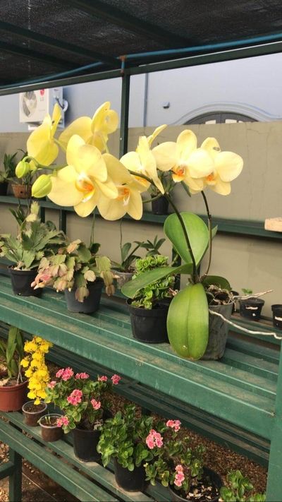 Image Name orquidea amarela no vaso