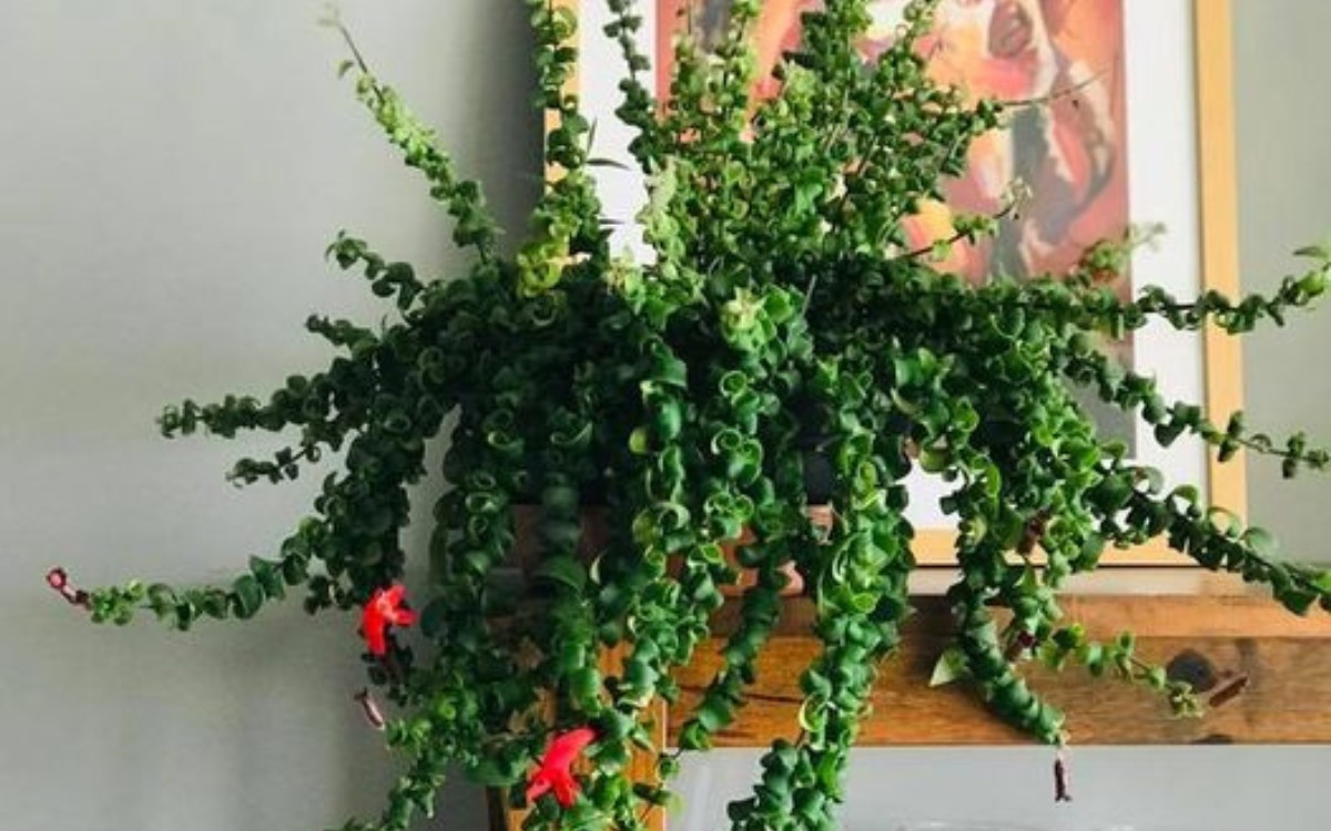 Image Name Aeschynanthus Rasta