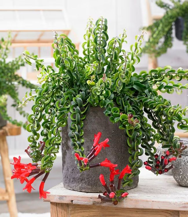 Image Name Aeschynanthus pulcher ‘Twister