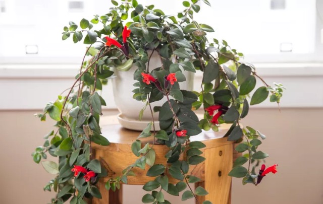 Image Name Aeschynanthus radicans