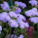 Ageratum (Floss Flower): Is it Poisonous? Learn to Care