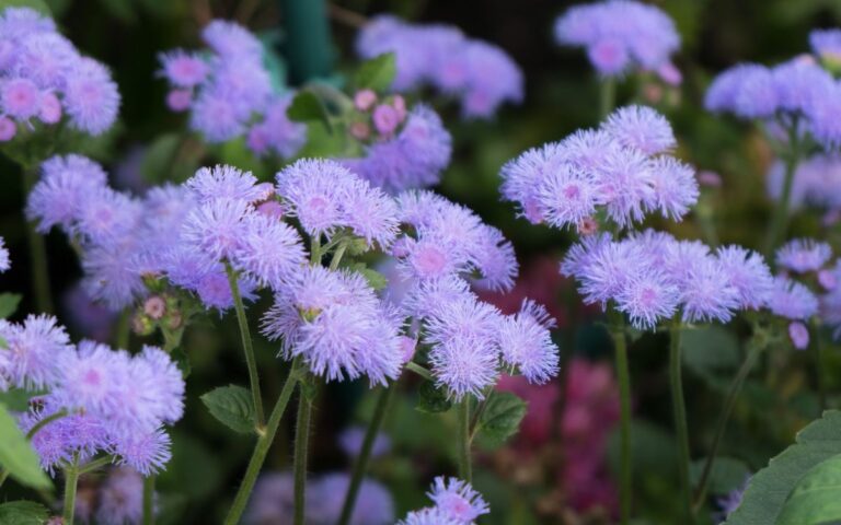 Ageratum (Floss Flower): Is it Poisonous? Learn to Care