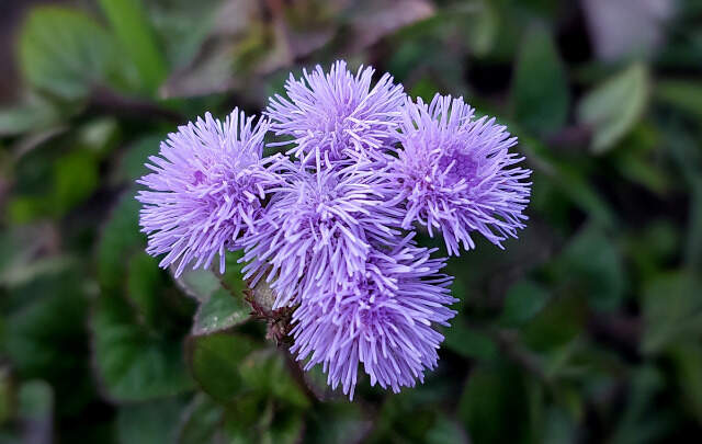 Image Name Ageratum flowers