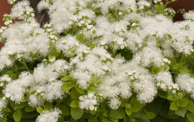 Image Name Ageratum houstonianum Hawaii White