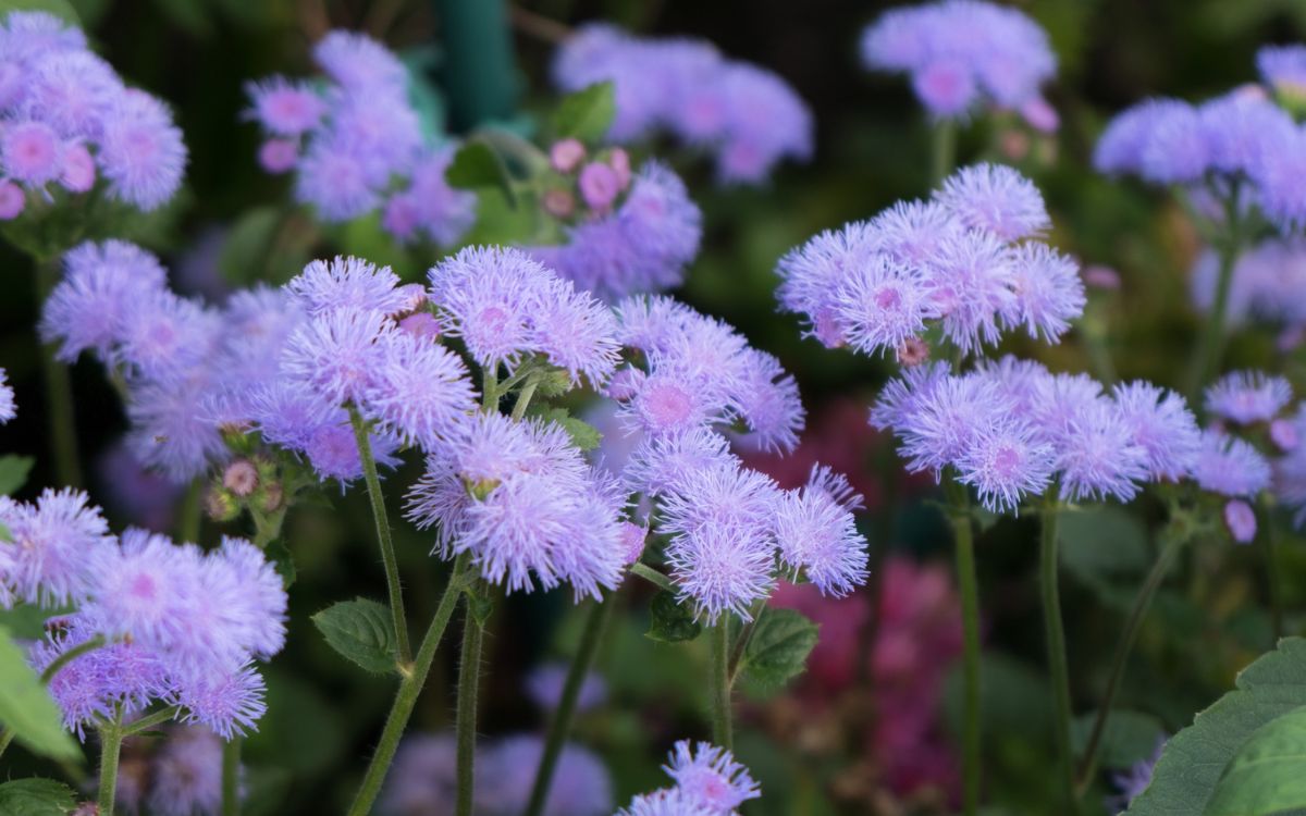 Image Name Ageratum plant