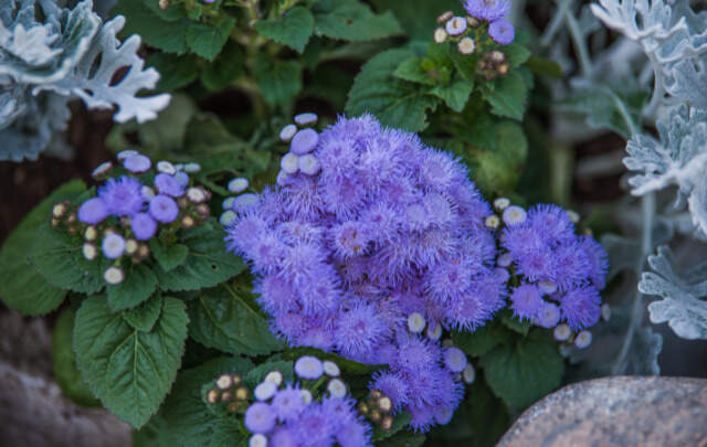 Image Name Ageratum species