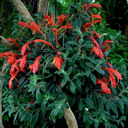 Image Name Columnea Hirta plant