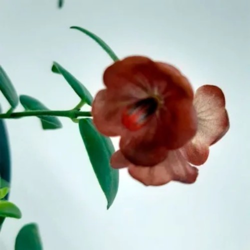 Image Name Columnea Microphylla