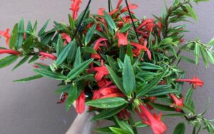 Columnea – featured image Columnea – featured image