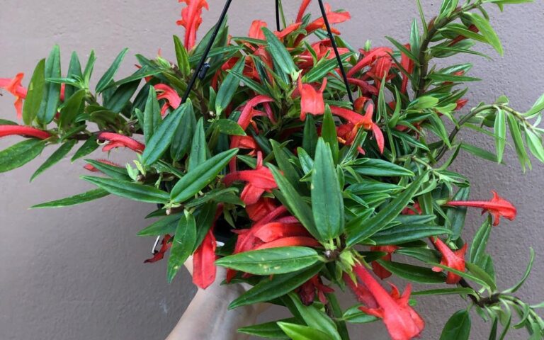 Columnea: Varieties, How to Care and Make Seedlings