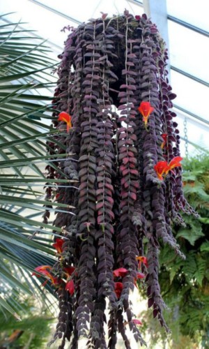 Image Name Columnea gloriosa hanging