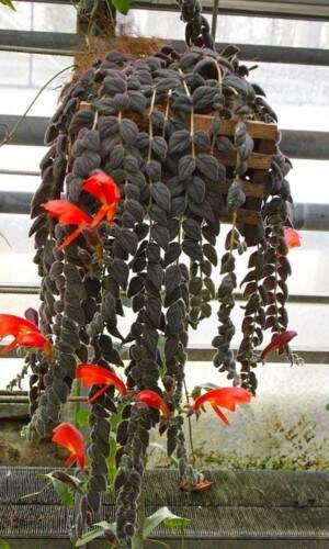 Image Name Columnea gloriosa plant