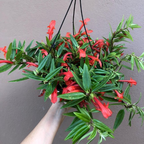 Image Name Columnea hirta