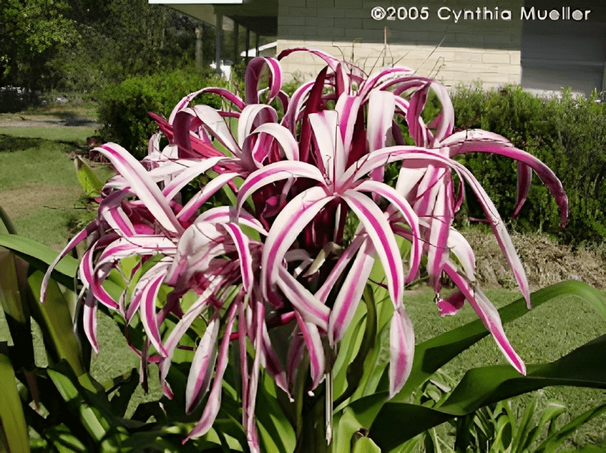 Image Name Crinum amabile flower