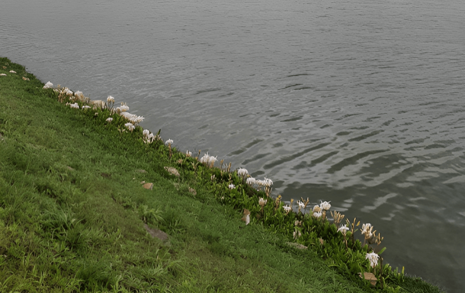 Image Name Crinum amabile