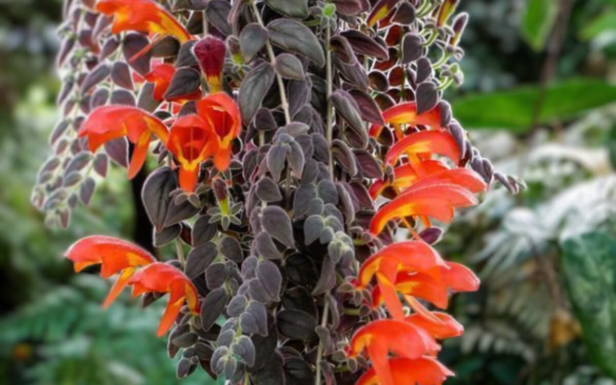 Image Name Goldfish plant