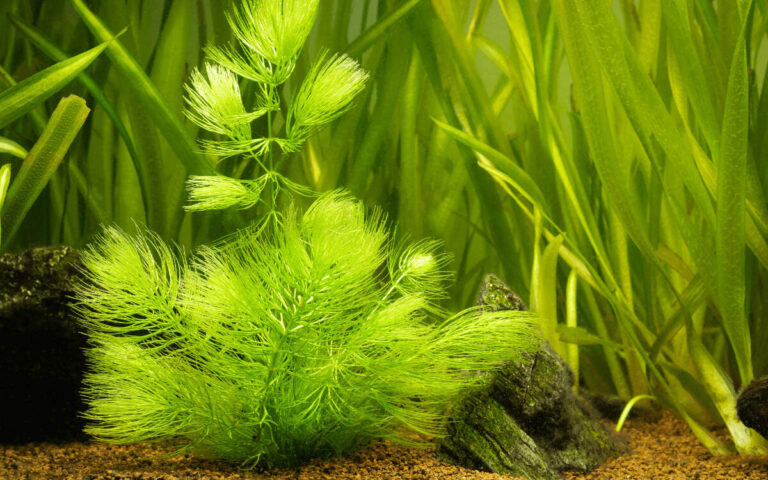 Hornwort (Ceratophyllum demersum): How to Care