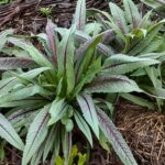 Indian Lettuce - How to Care, Plant and Its Benefits