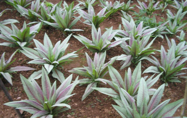 Image Name Indian lettuce plantation