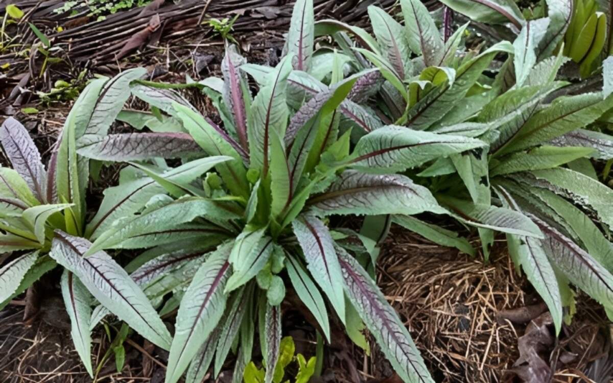 Image Name Indian lettuce