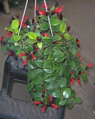 Image Name Lipstick Plant 2