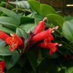 Lipstick Plant - How to Care, Prune and Fertilize