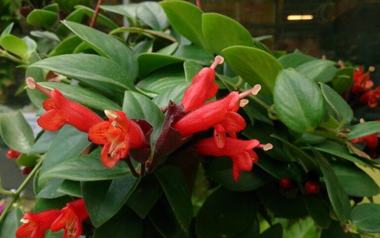 Lipstick Plant – How to Care, Prune and Fertilize