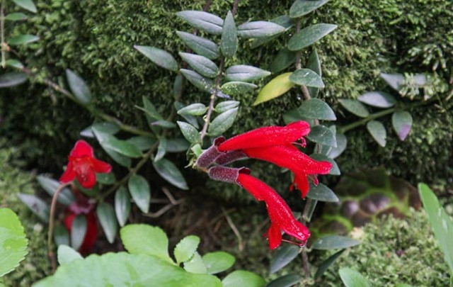Image Name Lipstick Plant leaves