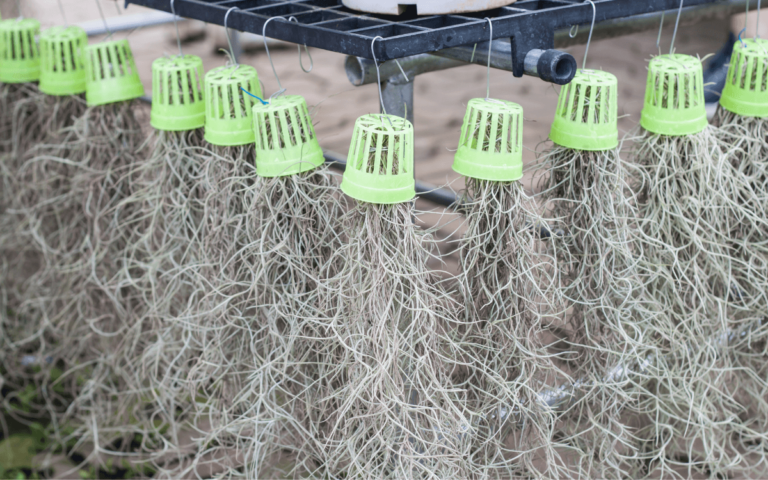 Spanish Moss: Care, Characteristics and Curiosities