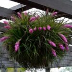 Stricta Air Plant (Tillandsia stricta) - How to Care Easily