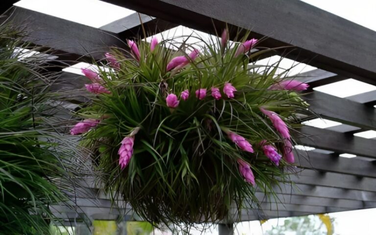 Stricta Air Plant (Tillandsia stricta) – How to Care Easily