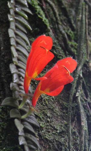 Image Name goldfish plant flowers