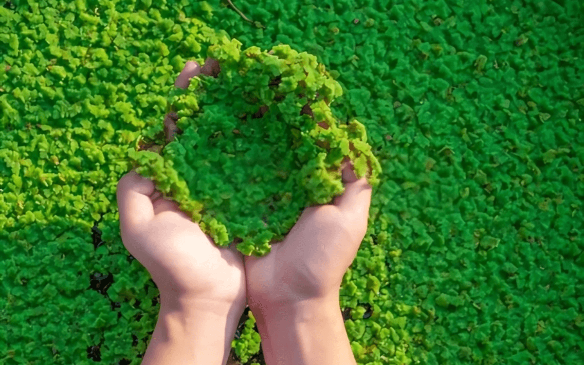 Azolla – featured image