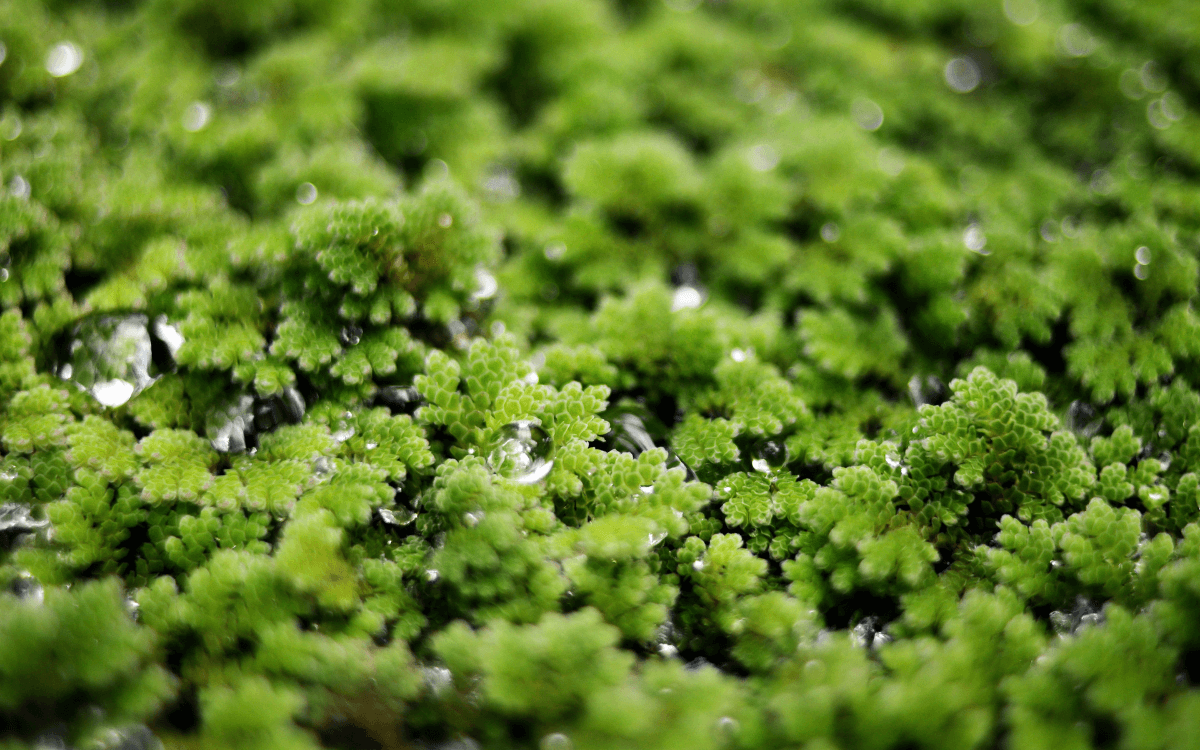 Image Name Azolla