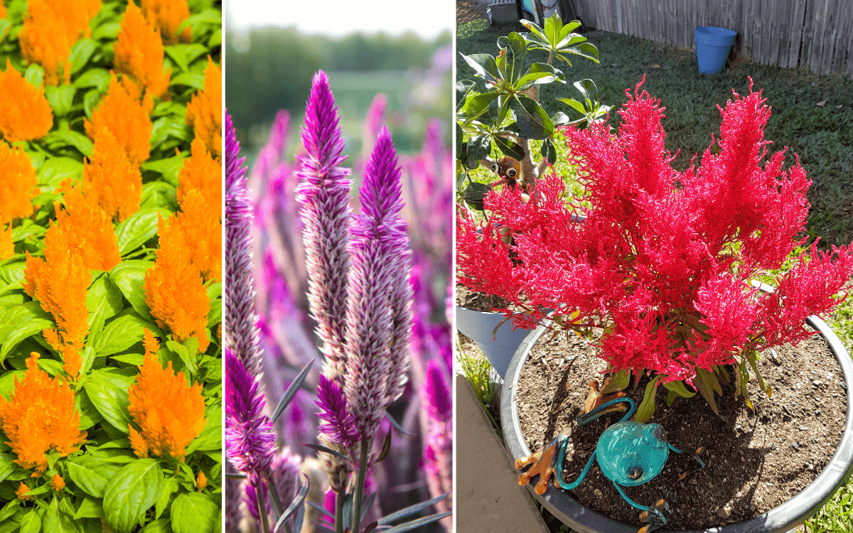 Image Name Celosia diversity of flowers