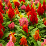 How to Plant, Grow and Care for Celosia (Step by Step)