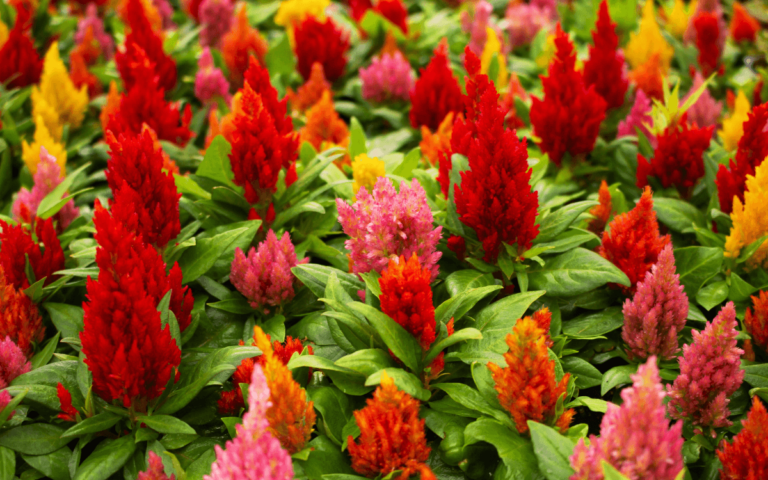How to Plant, Grow and Care for Celosia (Step by Step)