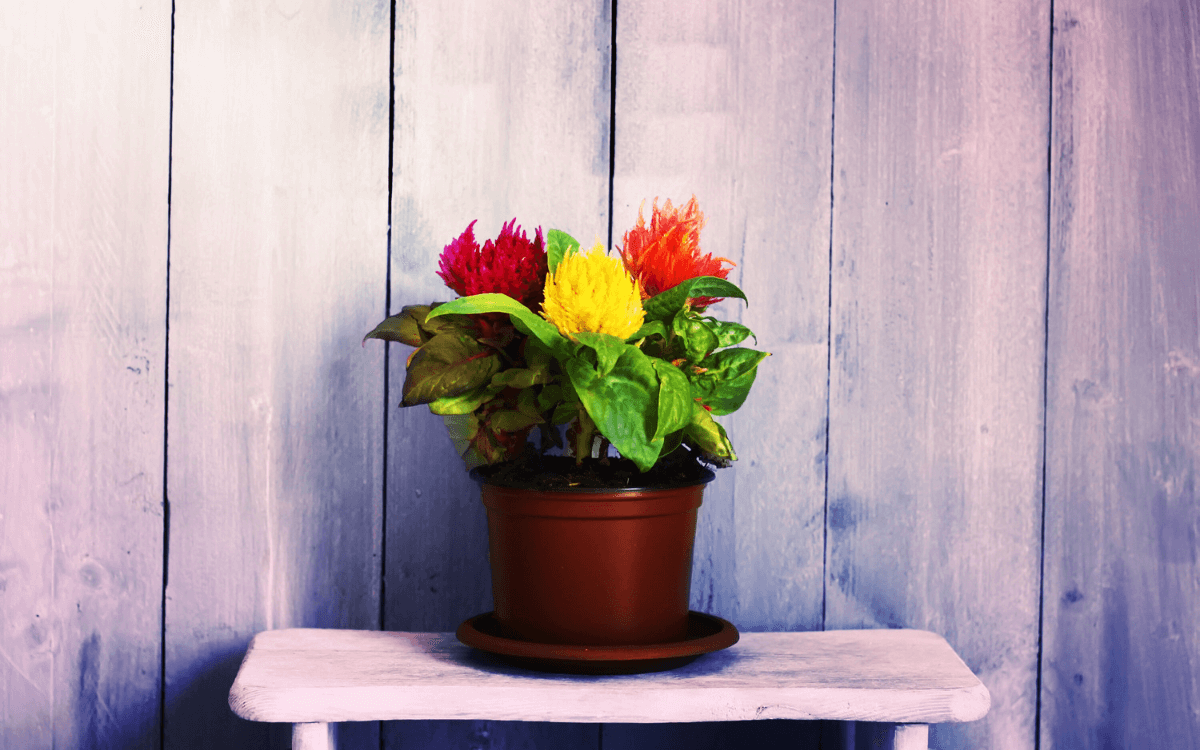 Image Name Celosia in the pot