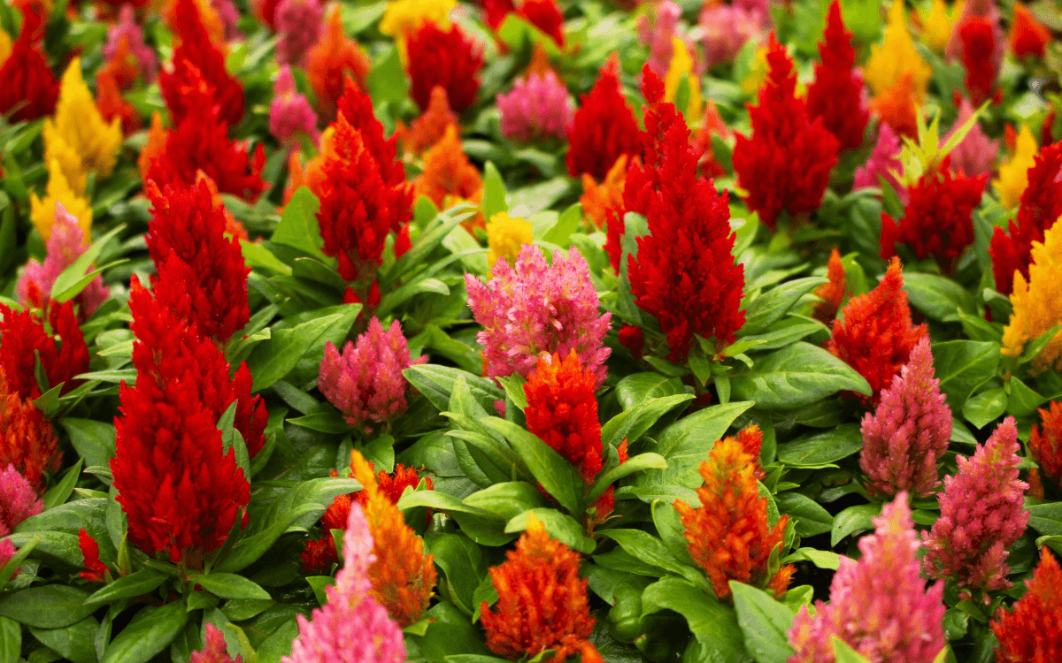 Image Name Celosia – featured image