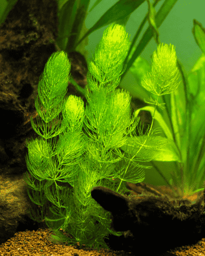 Image Name Ceratophyllum demersum