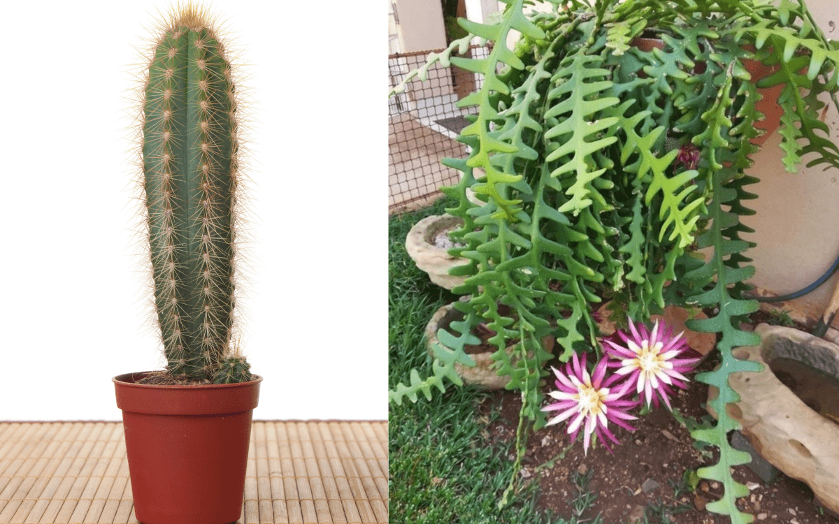 Image Name Comparison of normal cactus and fishbone cactus