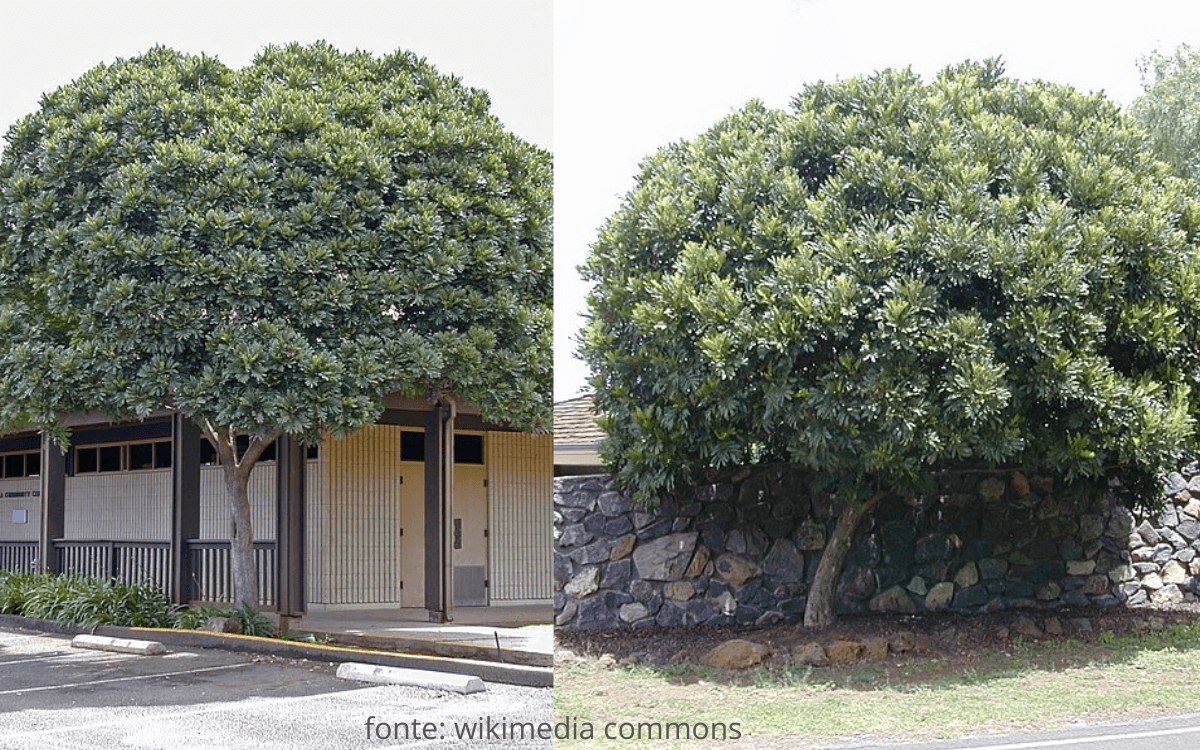 Image Name Filicium decipiens tree