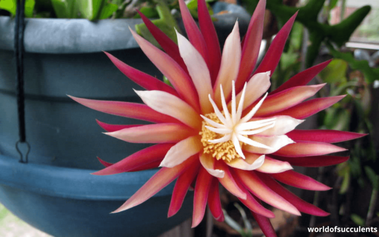 Fishbone Cactus (Selenicereus anthonyanus) – Care Guide