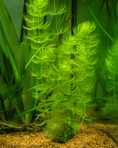 Image Name Hornwort