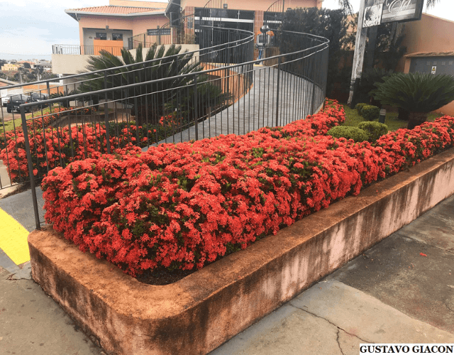 Image Name Ixora coccinea compacta 1