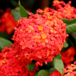 Ixora (West Indian Jasmine): How to Care and Propagate