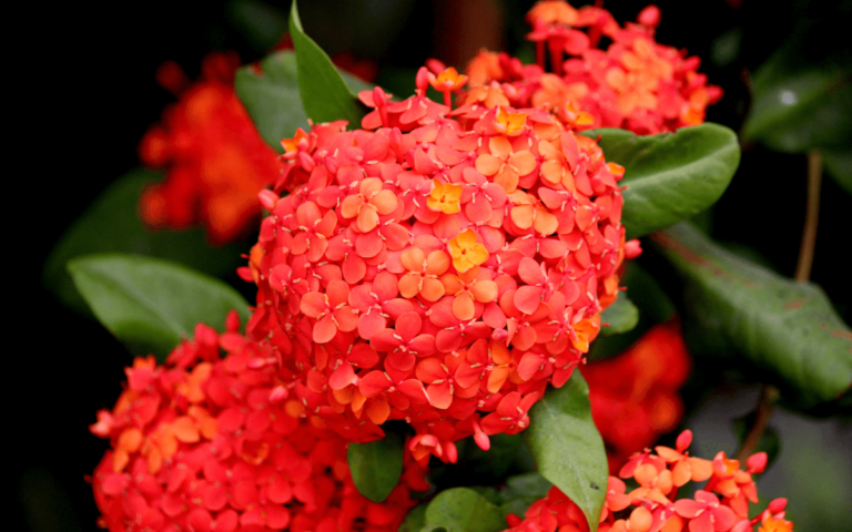 Ixora (West Indian Jasmine): How to Care and Propagate