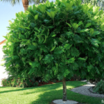Japanese Fern Tree - How to Care and Characteristics