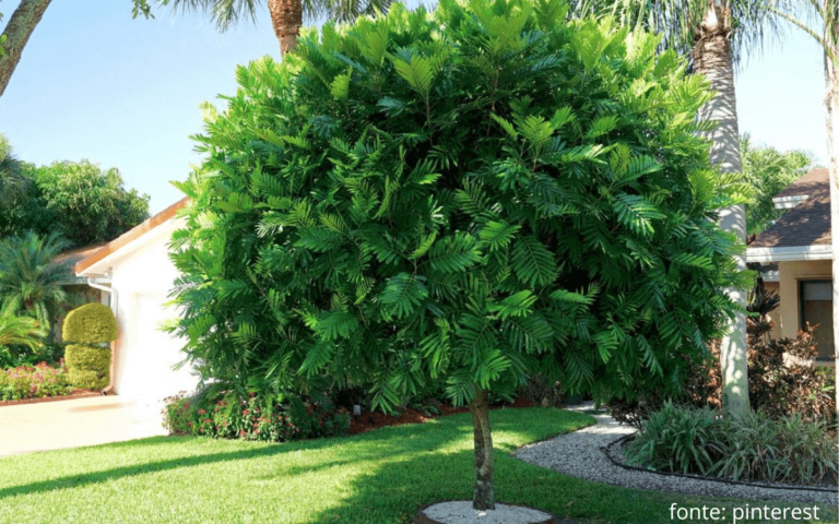 Japanese Fern Tree – How to Care and Characteristics